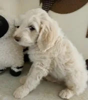 Oakley,sweet guy,Low shed,cream parti,pls text my phone only!!, a male Old English Sheepdog and Sheepadoodle for sale in Apple Valley, CA – 3 of 9