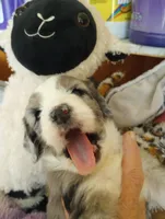 Amazing Grace,blue eye merle, a female Sheepadoodle and Poodle - Standard  for sale in Apple Valley, CA – Photo 7 of 10
