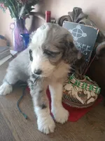 Amazing Grace, part blue eye, merle,pls text my phone only!!, a female Old English Sheepdog and Poodle - Standard  for sale in Apple Valley, CA – Photo 2 of 10