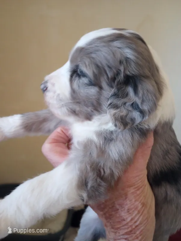 Amazing Grace,standard,OES – Sheepadoodle, Poodle - Standard  puppy for sale in Apple Valley, CA