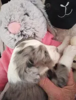 Amazing Grace,standard,OES, a female Poodle - Multi-Colored Standard and Sheepadoodle for sale in Apple Valley, CA – Photo 2 of 10