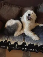 Amazing Grace,blue eyes,merle,pls text only!, a female Old English Sheepdog and Sheepadoodle for sale in Apple Valley, CA – Photo 10 of 10