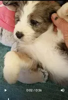 Amazing Grace,blue eyes,merle, a female Old English Sheepdog and Sheepadoodle for sale in Apple Valley, CA – Photo 2 of 10