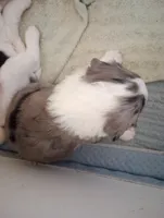 Amazing Grace,blue eye merle, a female Sheepadoodle and Poodle - Standard  for sale in Apple Valley, CA – Photo 5 of 10