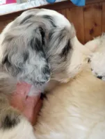 Amazing Grace,blue eyes,merle, a female Old English Sheepdog and Sheepadoodle for sale in Apple Valley, CA – Photo 1 of 10