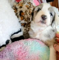 Amazing Grace,blue eye merle, a female Sheepadoodle and Poodle - Standard  for sale in Apple Valley, CA – Photo 3 of 10