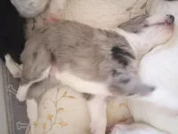 Amazing Grace,standard,OES, a female Poodle - Multi-Colored Standard and Sheepadoodle for sale in Apple Valley, CA – Photo 4 of 10