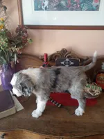 Amazing Grace, part blue eye, merle,pls text my phone only!!, a female Old English Sheepdog and Poodle - Standard  for sale in Apple Valley, CA – Photo 6 of 10