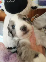Amazing Grace,blue eye merle, a female Sheepadoodle and Poodle - Standard  for sale in Apple Valley, CA – Photo 6 of 10