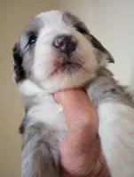 Amazing Grace,standard,OES, a female Poodle - Multi-Colored Standard and Sheepadoodle for sale in Apple Valley, CA – Photo 3 of 10