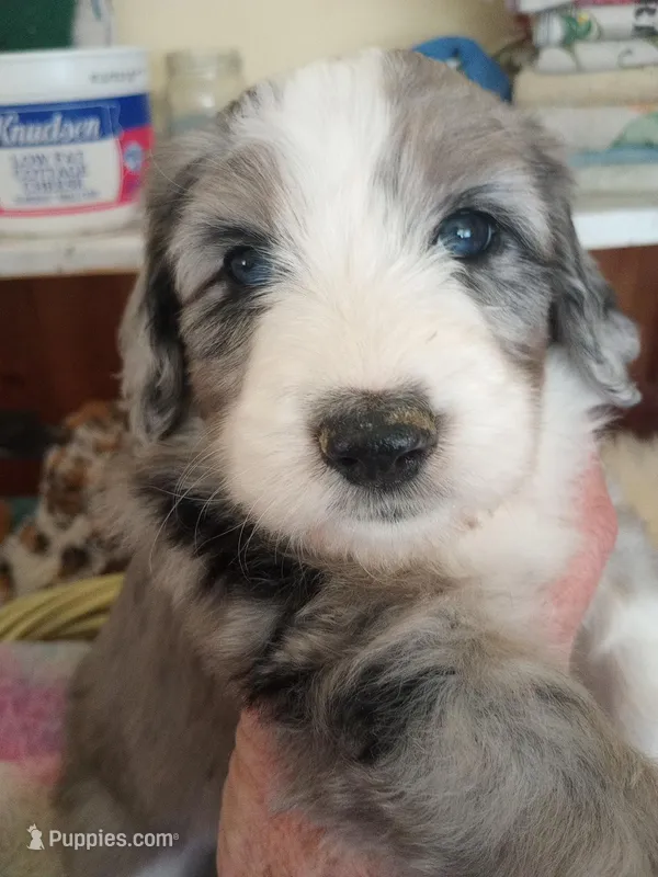 Amazing Grace,blue eyes,merle – Old English Sheepdog, Sheepadoodle puppy for sale in Apple Valley, CA