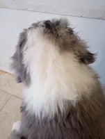 Amazing Grace,blue eyes,merle, a female Old English Sheepdog and Sheepadoodle for sale in Apple Valley, CA – Photo 7 of 10