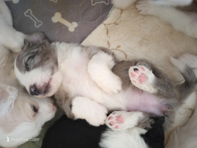 Amazing Grace,standard,OES – Sheepadoodle, Poodle - Standard  puppy for sale in Apple Valley, CA