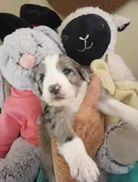 Amazing Grace,blue eye merle, a female Sheepadoodle and Poodle - Standard  for sale in Apple Valley, CA – Photo 1 of 10