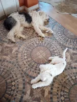 Diva, very focused, pls text me!!much info in profile!!, a female Old English Sheepdog and Sheepadoodle for sale in Apple Valley, CA – 7 of 10