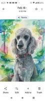 AkcTucson,pls text my phone! Much Info in profile, a female Poodle - Standard  for sale in Apple Valley, CA – 2 of 7