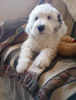 Diva,blue eye, total love bug,on leash, pls text phone only!, a female Old English Sheepdog and Sheepadoodle for sale in Apple Valley, CA – 4 of 10