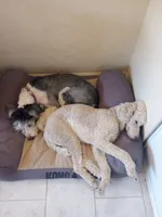 Aspen Blue, 35 pound,completely obed trained,calm, DNA clear, a female Poodle - Multi-Colored Standard and Poodle - Standard  for sale in Apple Valley, CA – 7 of 7