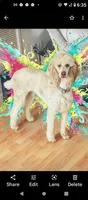 Aspen Blue , a female Poodle - Multi-Colored Standard and Poodle - Standard  for sale in Apple Valley, CA – 4 of 9