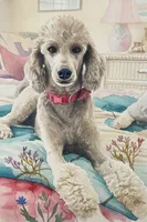 AKC Tucson Silver!! 35 pounds, pls TEXT my phone! Much Info in profile, a female Poodle - Standard  for sale in Apple Valley, CA – 4 of 6
