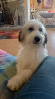 Hallie, pls read my ad! Purebred parents calm,sweet,TEXT my phone pls!, a female Old English Sheepdog and Poodle - Standard  for sale in Apple Valley, CA – 10 of 10