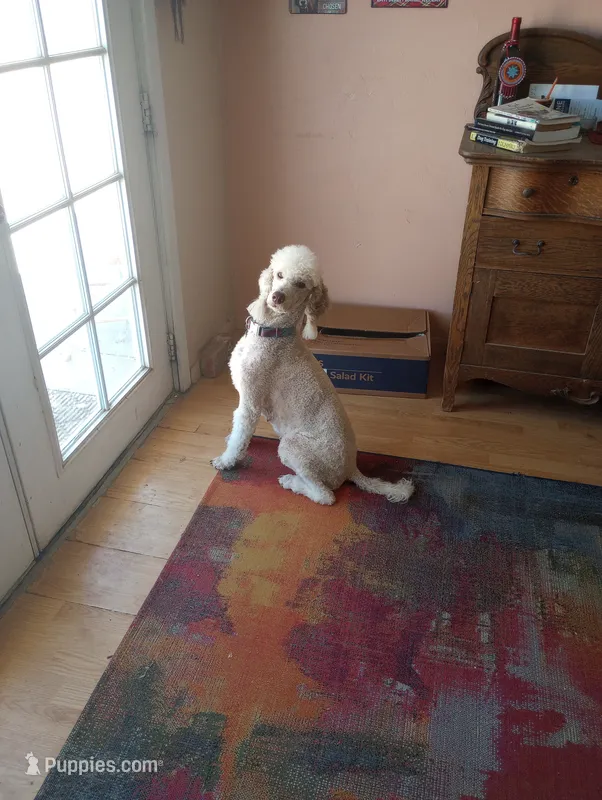 Aspen Blue  – Poodle - Multi-Colored Standard, Poodle - Standard  puppy for sale in Apple Valley, CA
