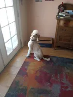 Aspen Blue,completely obed trained,calm, DNA clear, a female Poodle - Multi-Colored Standard and Poodle - Standard  for sale in Apple Valley, CA – 2 of 9