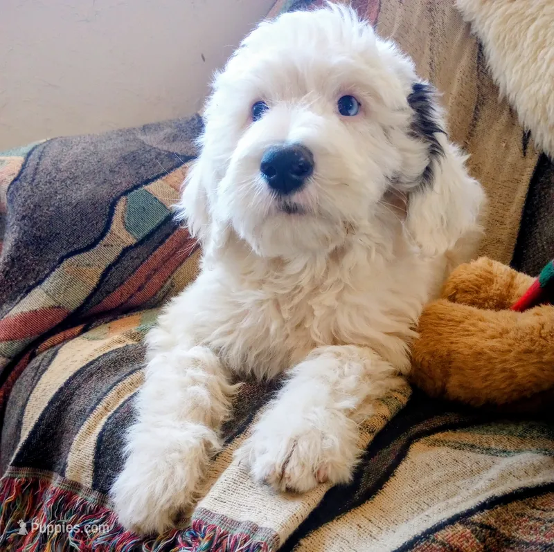 Diva,blue eye, total love bug,on leash, pls text phone only! – Old English Sheepdog, Sheepadoodle puppy for sale in Apple Valley, CA