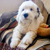 Diva,blue eye, total love bug,on leash, pls text phone only!, a female Old English Sheepdog and Sheepadoodle for sale in Apple Valley, CA – 1 of 10
