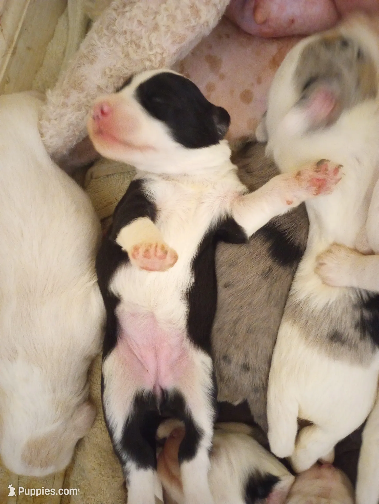 Blessing, a female Sheepadoodle for sale in Apple Valley, CA – Photo 6 of 9