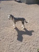 Stormy, trained, wavy, low shed,loves everyone, health guarantee , a female Old English Sheepdog and Sheepadoodle for sale in Apple Valley, CA – 8 of 10