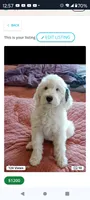 Diva,blue eye,extremely smart,pls text me!!pls read ad profile!!, a female Old English Sheepdog and Sheepadoodle for sale in Apple Valley, CA – 1 of 10