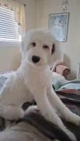 Angel low shed, gentle family dog,purebred parents, pls text my phone!, a female Old English Sheepdog and Poodle - Standard  for sale in Apple Valley, CA – 3 of 10