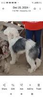 Stormy, a female Sheepadoodle for sale in Apple Valley, CA – 4 of 6
