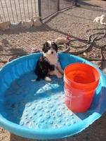 Blessing,on leash,stunning!!!!Low shed,pls text! Pls read ad profile, a female Old English Sheepdog and Sheepadoodle for sale in Apple Valley, CA – 10 of 10