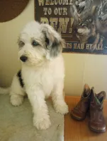 Hallelujah,blue eye, low shed, stunning colors, a female Old English Sheepdog and Sheepadoodle for sale in Apple Valley, CA – 6 of 10