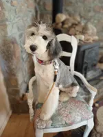 Stormy, trained, wavy, low shed,loves everyone, health guarantee , a female Old English Sheepdog and Sheepadoodle for sale in Apple Valley, CA – 5 of 10