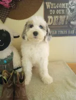 Hallelujah,blue eye, low shed, stunning colors, a female Old English Sheepdog and Sheepadoodle for sale in Apple Valley, CA – 1 of 10