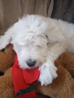 Diva, merle, adorable, striking blue eye, pls text phone only!, a female Old English Sheepdog and Sheepadoodle for sale in Apple Valley, CA – 6 of 10