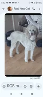 Aspen Blue , a female Poodle - Multi-Colored Standard and Poodle - Standard  for sale in Apple Valley, CA – 1 of 9