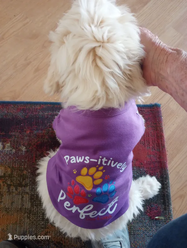 Oakley,health guarantee! on leash! pls text only,pls read profile! – Old English Sheepdog, Sheepadoodle puppy for sale in Apple Valley, CA