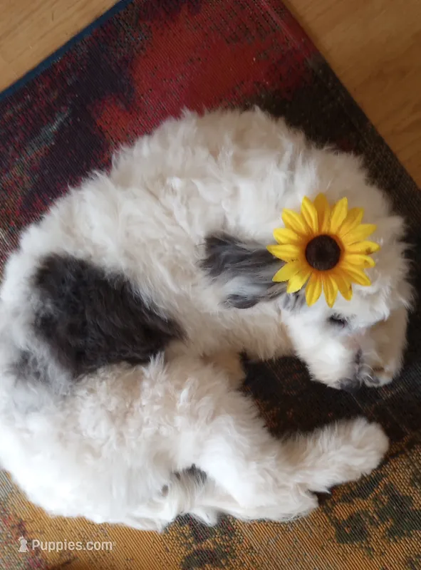 Hallie, pls read my ad! Purebred parents calm,sweet,TEXT my phone pls! – Old English Sheepdog, Sheepadoodle puppy for sale in Apple Valley, CA