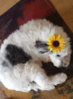 Hallie, pls read my ad! Purebred parents calm,sweet,TEXT my phone pls!, a female Old English Sheepdog and Sheepadoodle for sale in Apple Valley, CA – 1 of 10