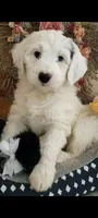 Angels Kiss,responsive,low shed,pls text  my phone only!, a female Old English Sheepdog and Sheepadoodle for sale in Apple Valley, CA – 10 of 10