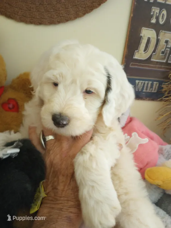 Angels Kiss,service dog,smart,pls text  my phone only! – Old English Sheepdog, Sheepadoodle puppy for sale in Apple Valley, CA