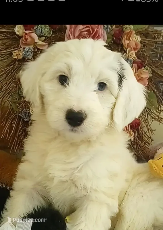 Angels Kiss,service dog,smart,sweetness,pls text only! – Old English Sheepdog, Sheepadoodle puppy for sale in Apple Valley, CA