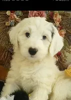 Angels Kiss,service dog,smart,pls text  my phone only!, a female Old English Sheepdog and Sheepadoodle for sale in Apple Valley, CA – Photo 2 of 10