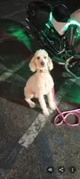 Angels Kiss,responsive,low shed,pls text  my phone only!, a female Old English Sheepdog and Sheepadoodle for sale in Apple Valley, CA – 9 of 10