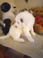 Angels Kiss,service dog,smart,merle,pls text only!, a female Old English Sheepdog and Sheepadoodle for sale in Apple Valley, CA – Photo 6 of 10