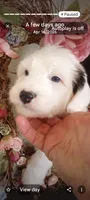 Angels Kiss,service dog,smart,pls text  my phone only!, a female Old English Sheepdog and Sheepadoodle for sale in Apple Valley, CA – Photo 5 of 10
